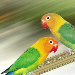 קורס: הבית היהודי (4 שיעורים)